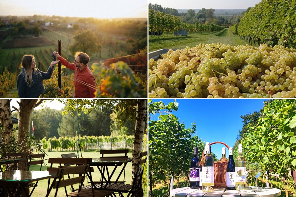 Winnice Kraina Lessowych Wąwozów