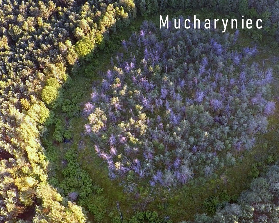2. Mucharyniec