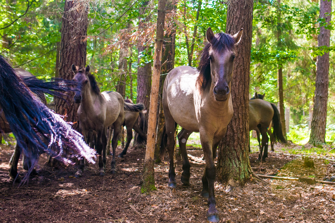 002 odpocznij na roztoczu